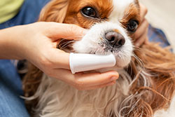Rice Creek Animal Hospital - Pet Dental & Oral Surgery
