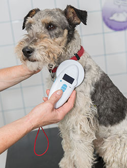Rice Creek Animal Hospital - Pet Microchipping